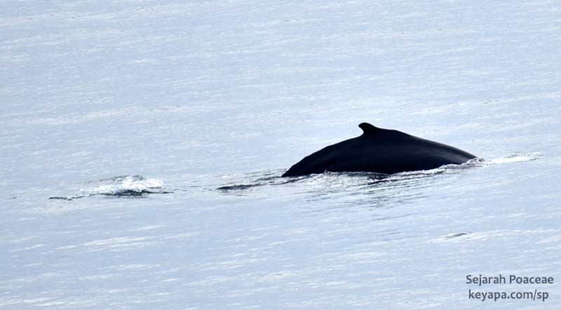 Whale passing by ship, between Akureyri and Ísafjörður.