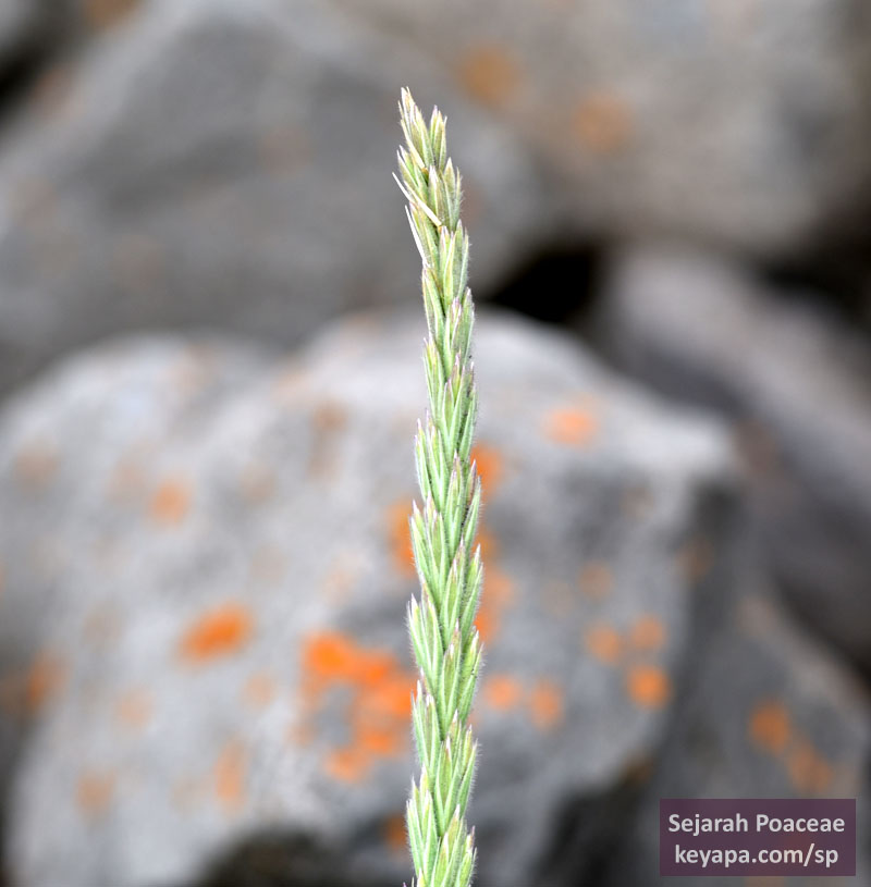 Leymus arenarius inflorescence