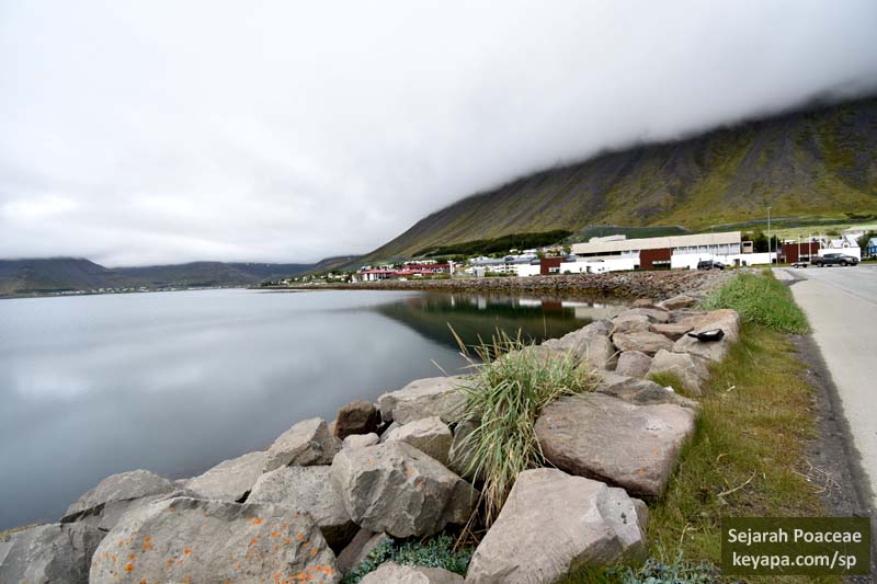 Leymus arenarius along coastal rocks in  Ísafjörður.