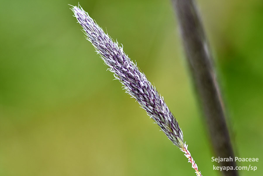 Alopecurus pratensis inflorescence in trails in  Ísafjörður.