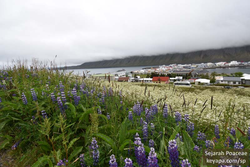 View of Ísafjörður from dirt trail.