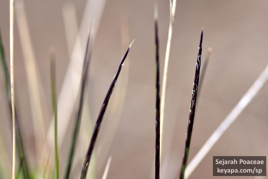 Nardus stricta inflorescence.