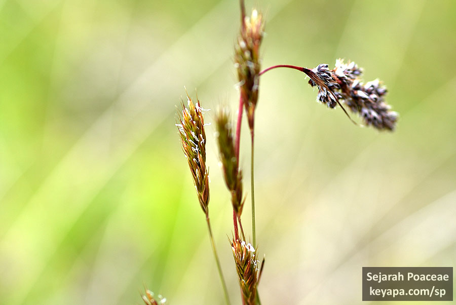 Anthoxanthum odoratum inflorescence in trail in Ísafjörður.