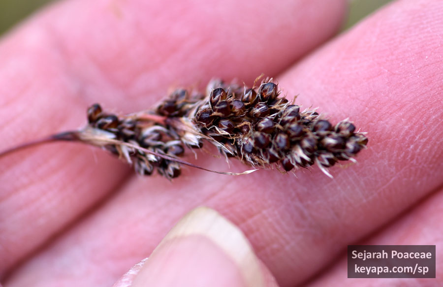 Anthoxanthum odoratum inflorescence in trail in Ísafjörður.