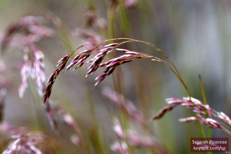 Avenella flexuosa in Ísafjörður.