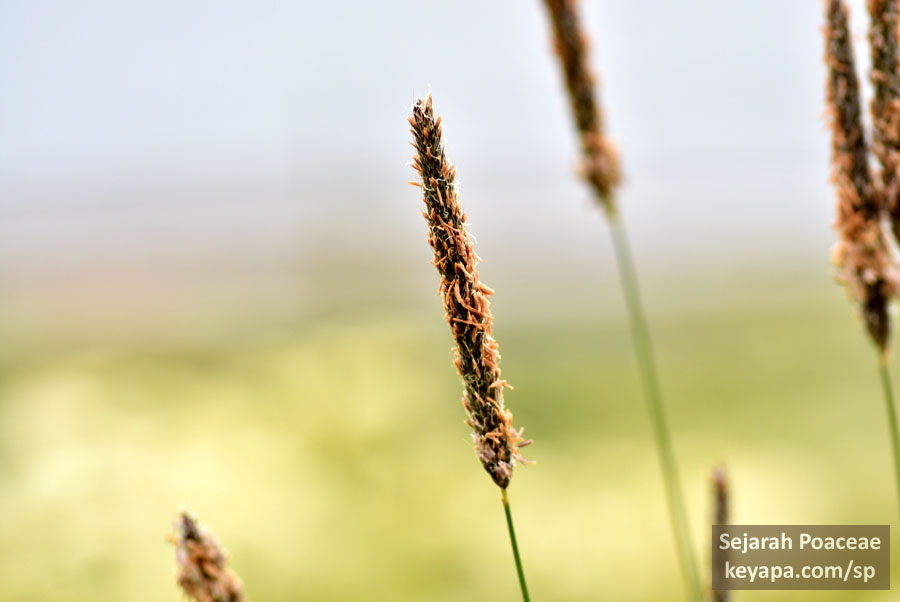 Alopecurus pratensis inflorescence in trails in Ísafjörður.