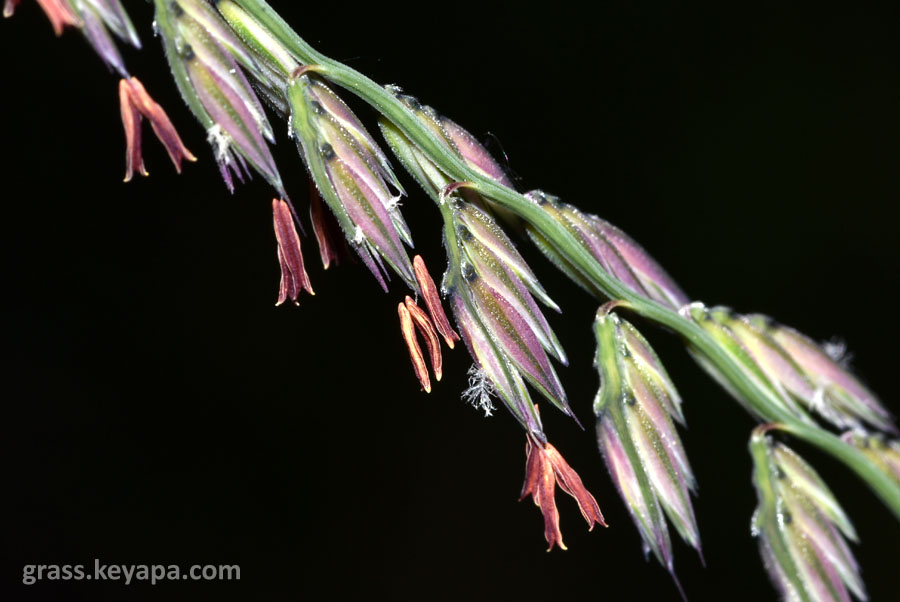 Grama Grasses of Missouri’s Prairies