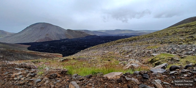 Grasses flourish just beyond the new lava from 2022 eruption in Fagradalsfjall, near Grindavik.