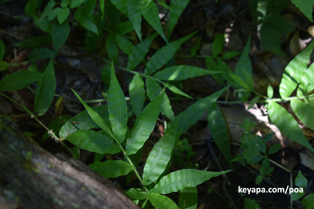 Oplismenus undulatifolius leaves in Maryland.