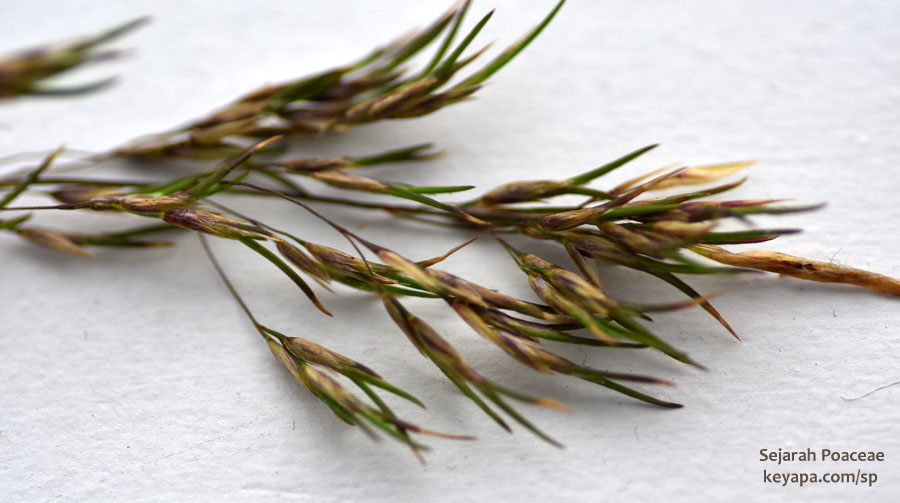 Festuca vivipara from the lava fields at Fagradalsfjall, near Grindavik.