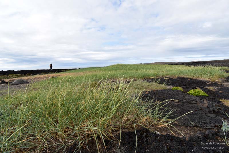 Fields of Leymus arenarius flourish in the old solidified lava shores of Brimketill, near Grindavik.