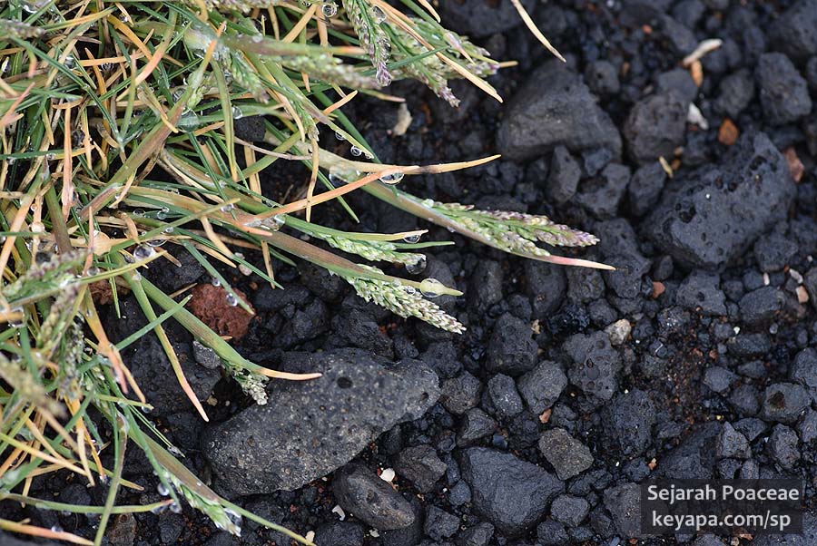 Poa sp survives near steam vents and mud pools in Gunnuhver Hot Springs.