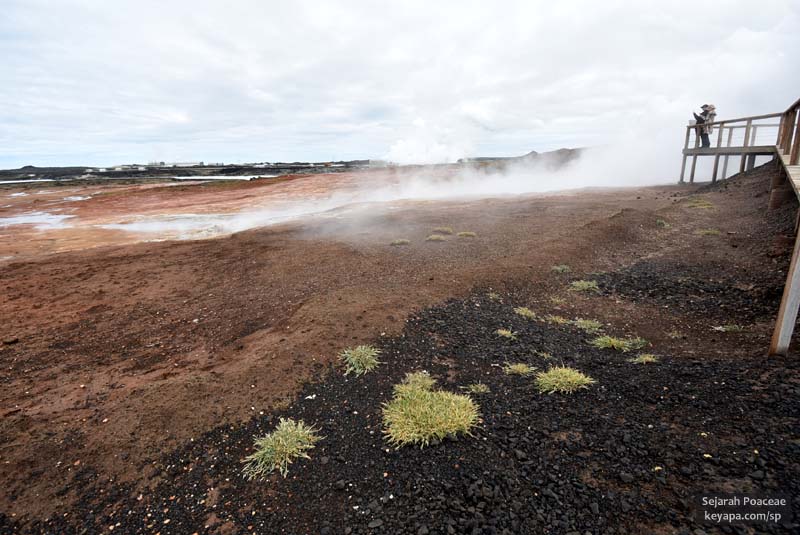 Grasses surviving near steam vents and mud pools in Gunnuhver Hot Springs. Note the four clumps in the background that thrive very close to the actual vents.