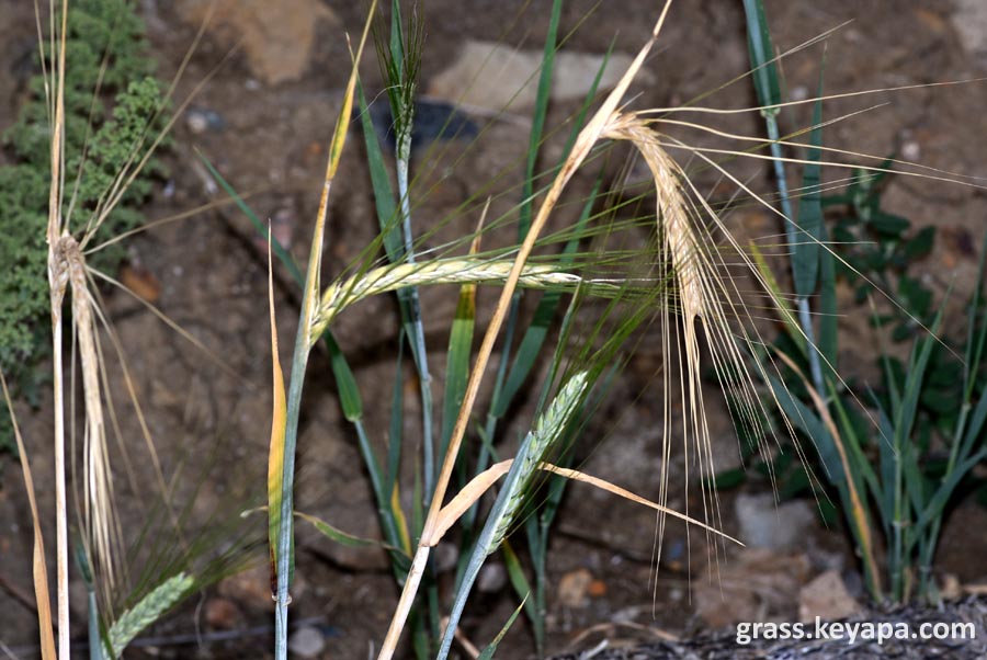 Hordeum vulgare (barley) in Boulder area, Colorado.