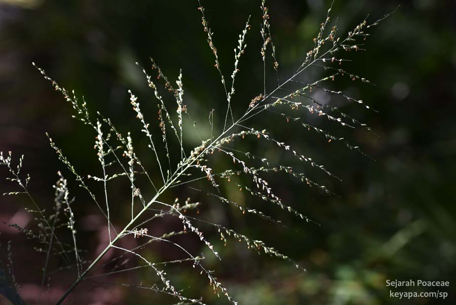 Megathyrsus maximus inflorescence in Florida.
