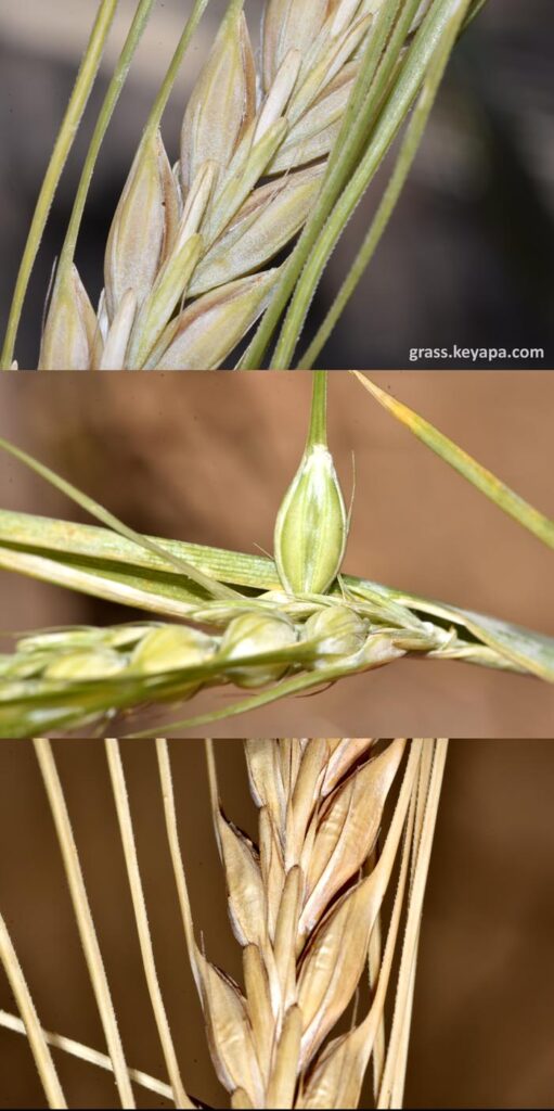 Hordeum vulgare spikelets.