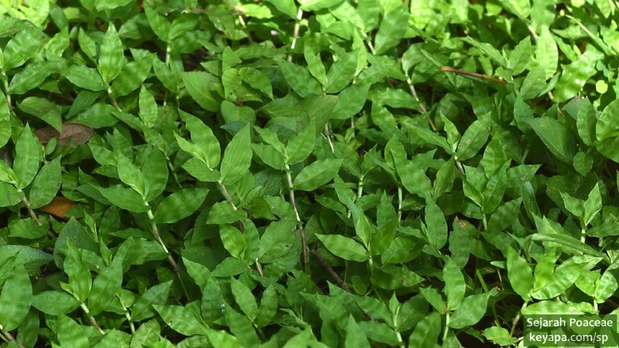 Oplismenus burmannii leaves in Florida.