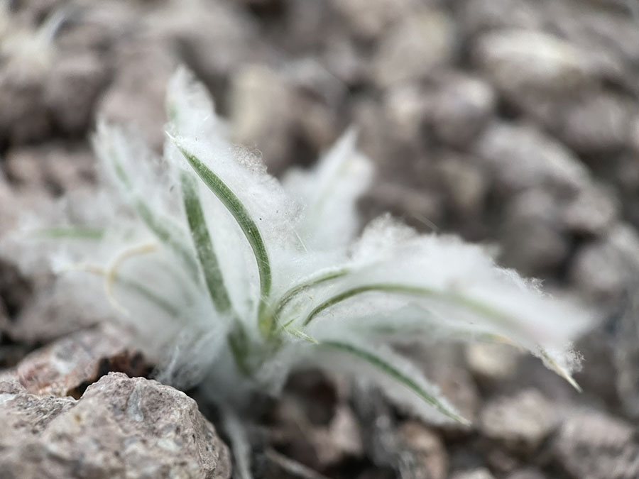 Dasyochloa pulchella by Michael Stein (from iNaturalist).
