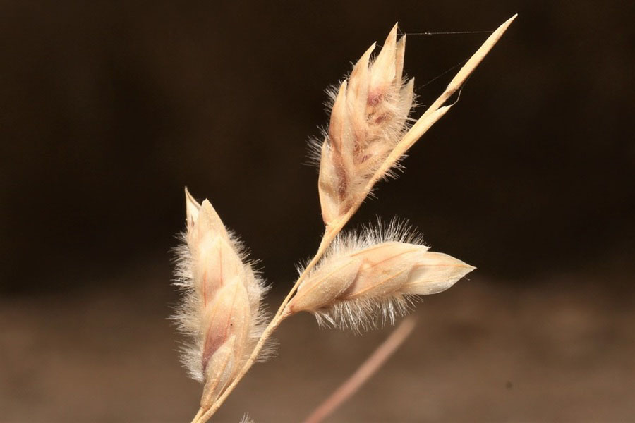 Erioneuron pilosum by Clifton Albrecht (from iNaturalist).