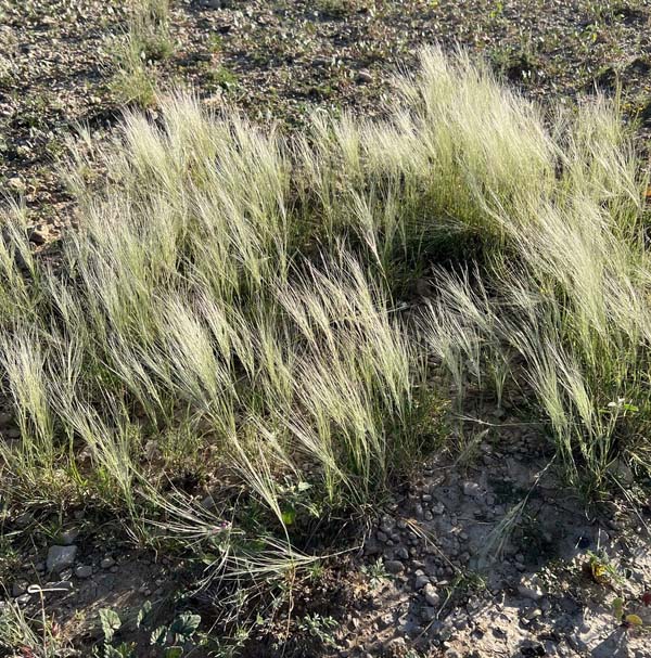 Scleropogon brevifolius by CK2AZ (iNaturalist).