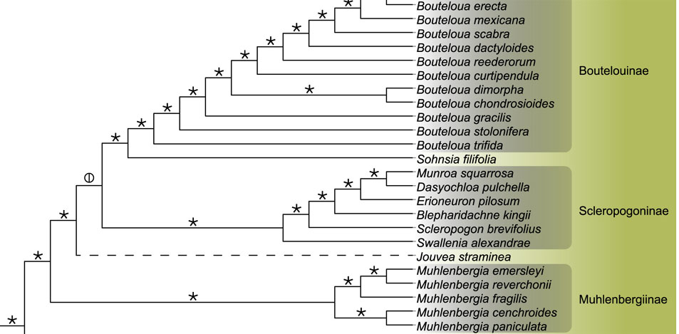 Phylogeny of Scleropogoninae from Weichen et al, 2022.