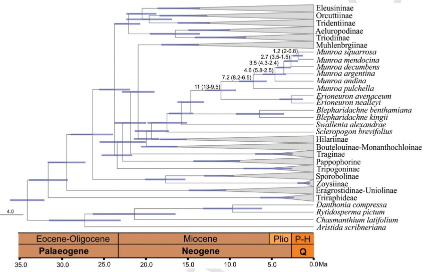 Chronogram of Chloridoideae taxa (Amarilla et al 2015).