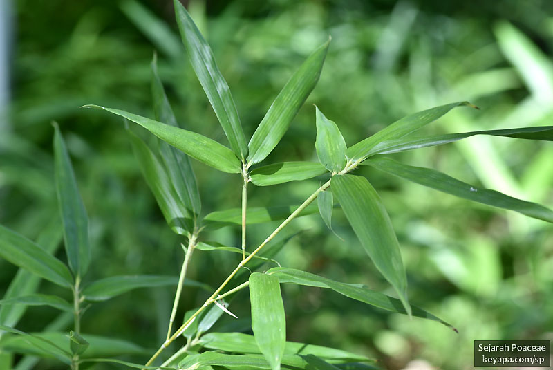 Arundinaria tecta.