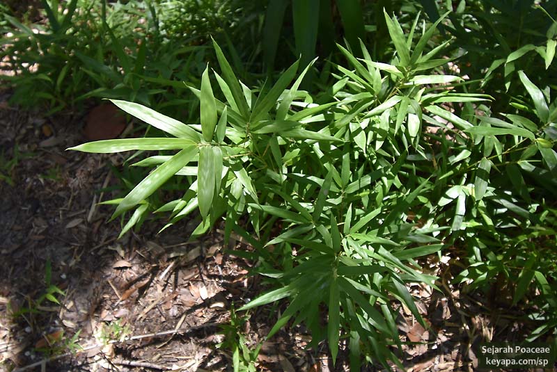 Arundinaria tecta.