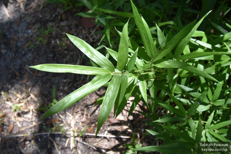 Arundinaria tecta.