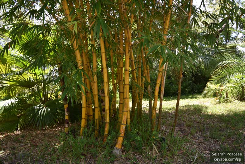 Bambusa vulgaris 'Vittata'.