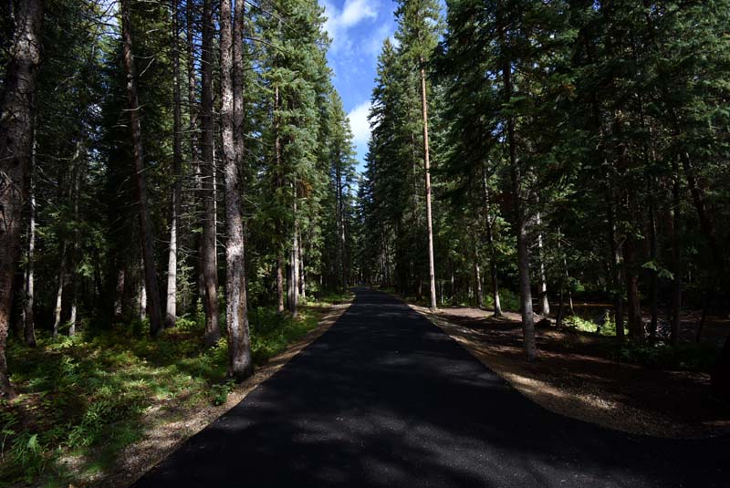 A shaded portion of the Fraser River Trail in Winter Park, CO which is dominated by tall conifers.