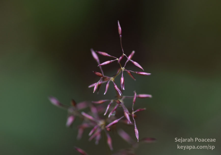 Beautiful purple spikelets of a grass under the shade of the tall conifers in Fraser Creek Trail, in Winter Park, CO.