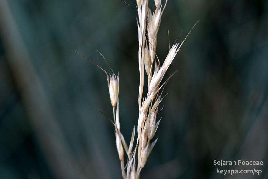 F. glauca spikelets.