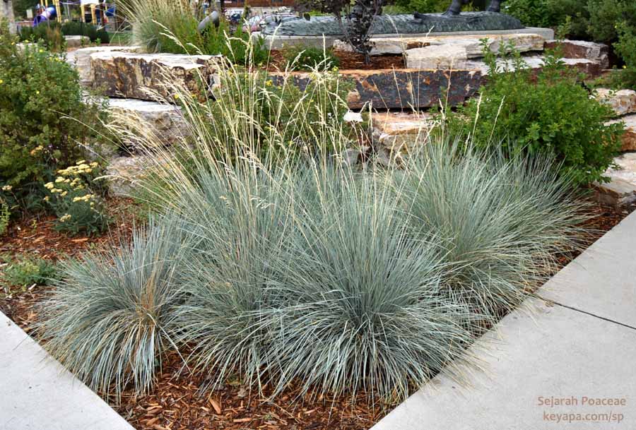 Festuca glauca ornamentals below moose statue in Winter Park, CO.