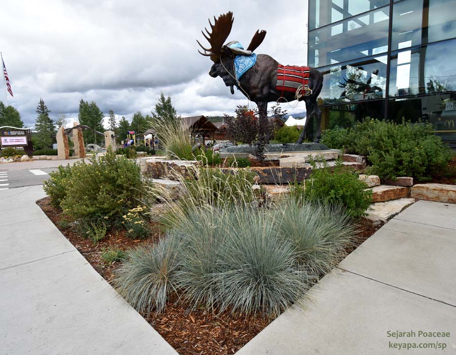 Ornamental beauty in Winter Park, Colorado: Festuca glauca