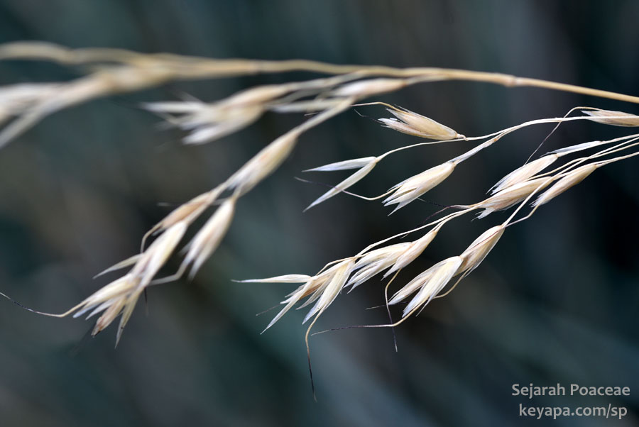 F. glauca spikelets.