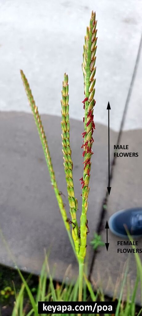 Tripsacum dactyloides inflorescence.