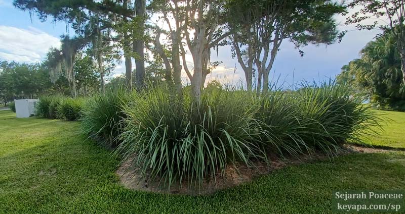Tripsacum dactyloides in Kissemmee, Florida.