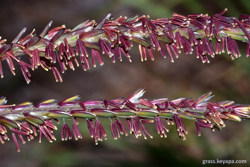 Anthers and filaments in the stamens of T. dactylodes inflorescence.