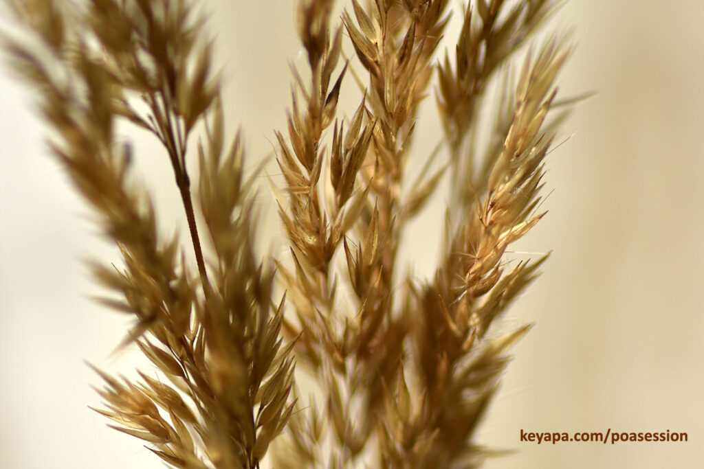 Calamagrostis x acutiflora 'Karl Foerster' inflorescence spikelets