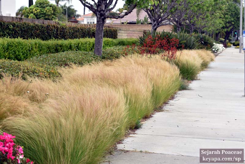 Nassella tenuissima in Cerritos, California.