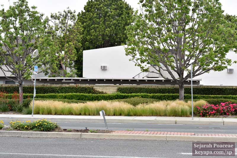 Nassella tenuissima in Cerritos, California.