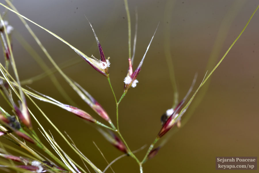 Nassella tenuissima spikelets in Cerritos, California.