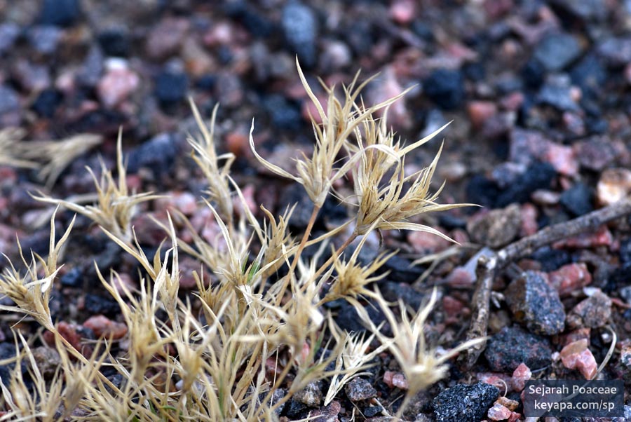 Munroa squarrosa in Prairie Gateway Open Space, Colorado.