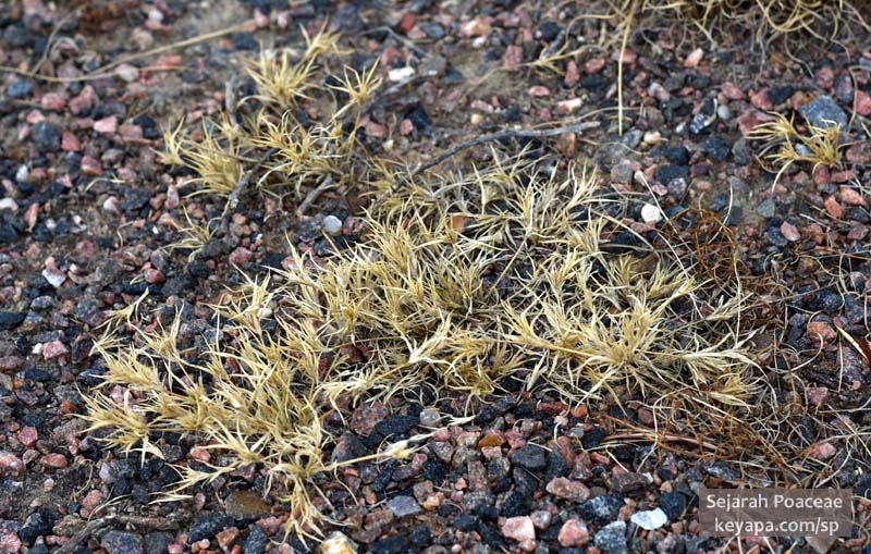 From a meter or so up. Dried up Munroa squarrosa in Prairie Gateway Open Space, Colorado.