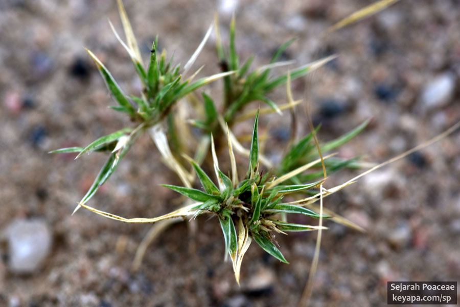 Munroa squarrosa in Prairie Gateway Open Space, Colorado.