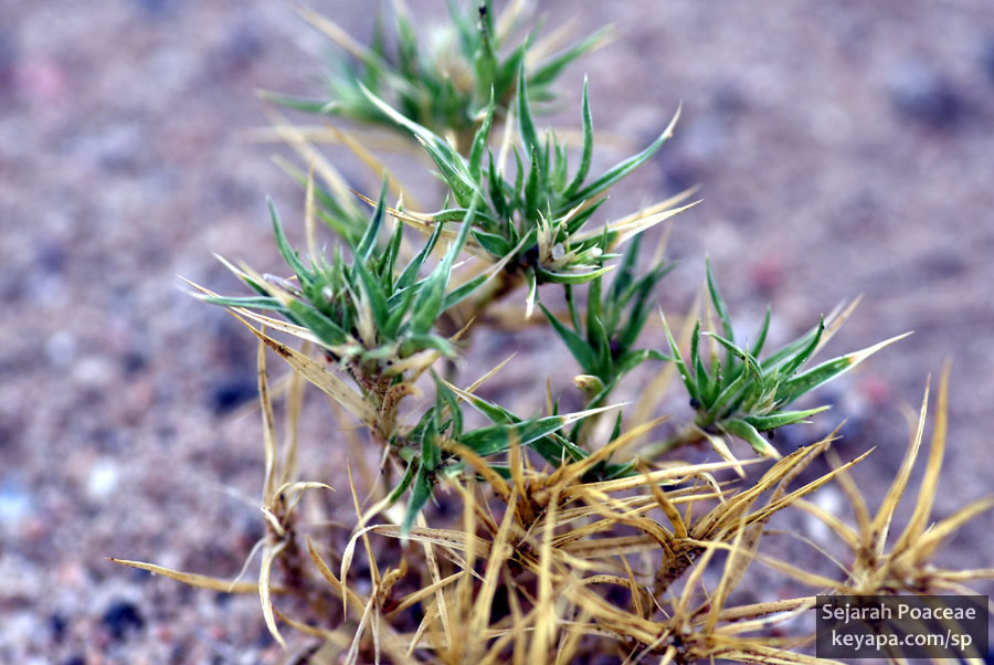 Munroa squarrosa in Prairie Gateway Open Space, Colorado.