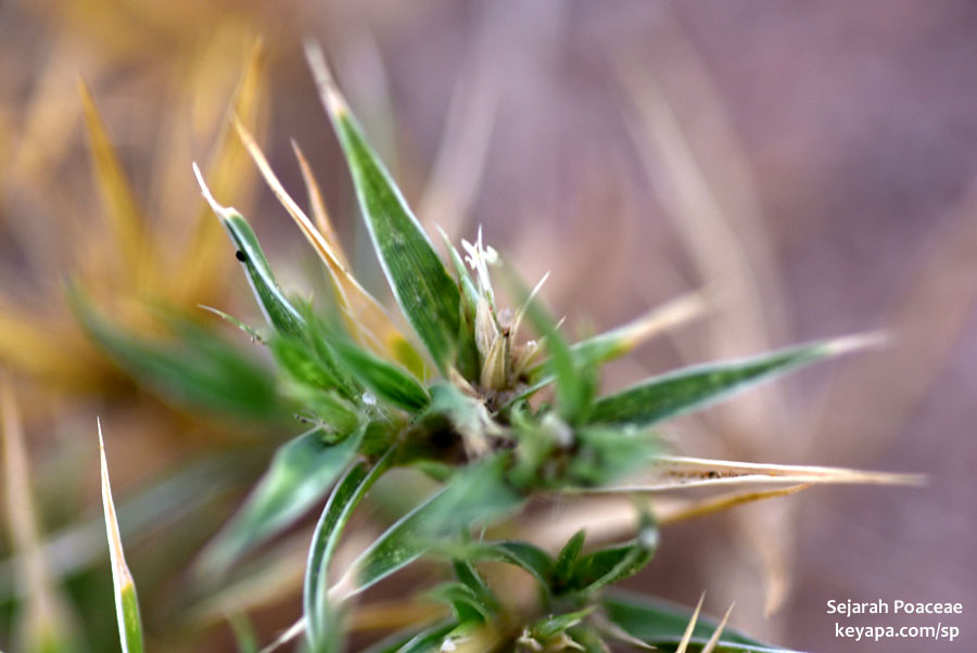 Spikelets atop Munroa squarrosa in Prairie Gateway Open Space, Colorado.