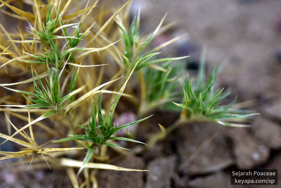 Munroa squarrosa in Prairie Gateway Open Space, Colorado.