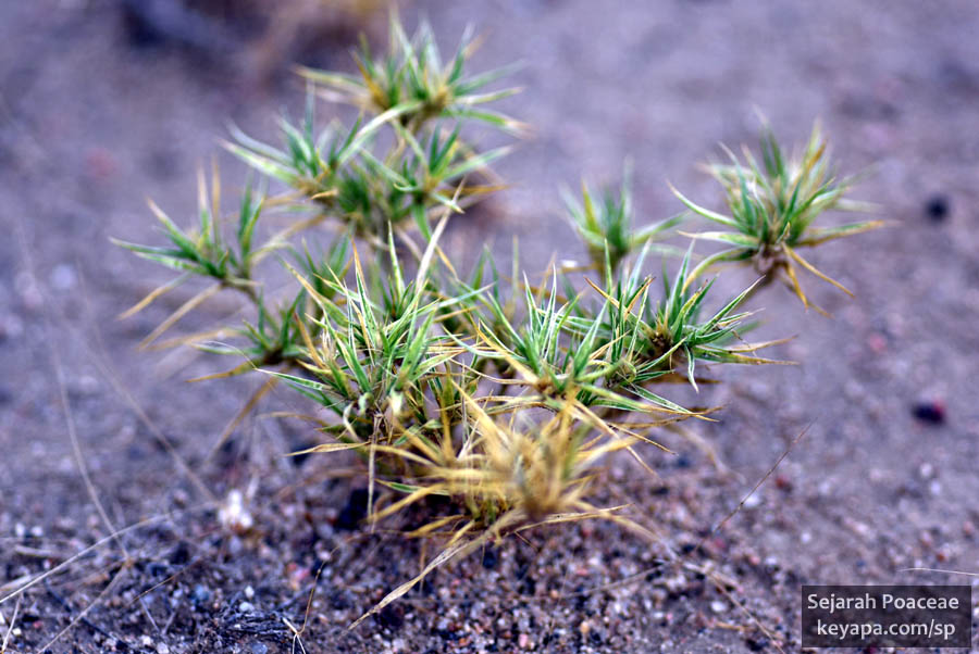 Munroa squarrosa in Prairie Gateway Open Space, Colorado.